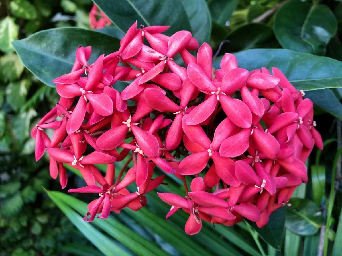 Bougainville - Hotel Pousada-Zen Сальвадор Экстерьер фото
